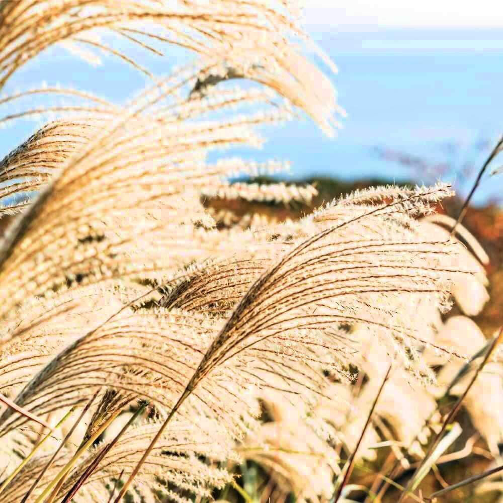 こんにちは、皆さん！🌞